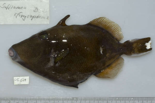 Image of Halfmoon triggerfish