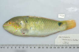 Image of Threespot wrasse