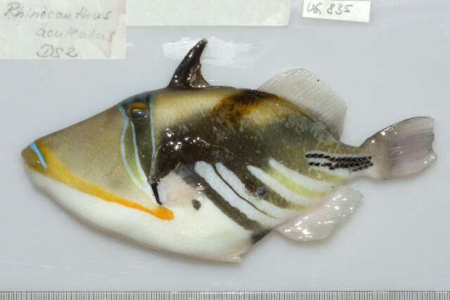 Image of Lagoon triggerfish