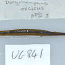 Image of Doryrhamphus excisus excisus Kaup 1856