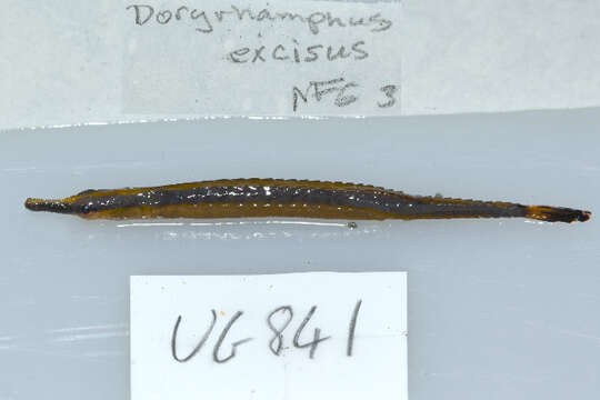 Image de Doryrhamphus excisus excisus Kaup 1856