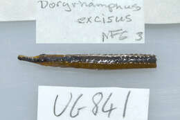 Image de Doryrhamphus excisus excisus Kaup 1856