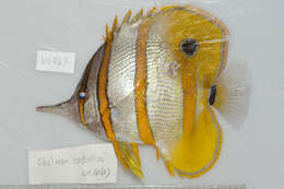 Image of Banded Longsnout Butterflyfish