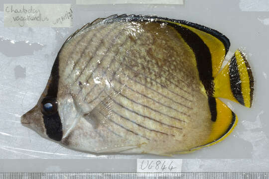 Image of Butterfly fish