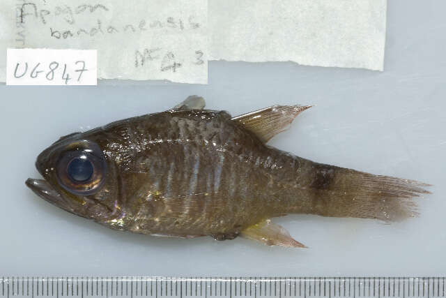 Image of Similar cardinalfish