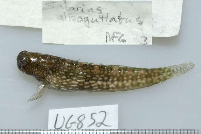 Image of White-spotted Blenny