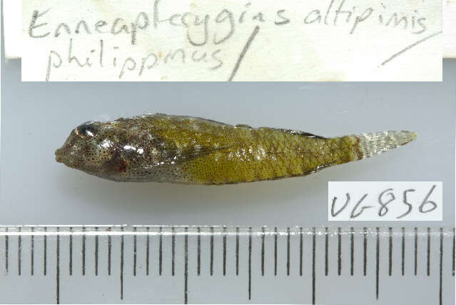 Image de Enneapterygius philippinus (Peters 1868)