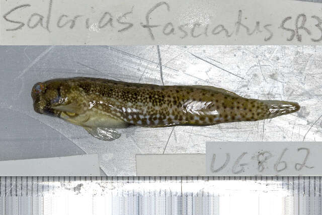 Salarias guttatus Valenciennes 1836 resmi