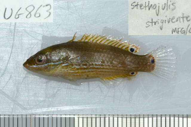 Image of Stripebelly wrasse
