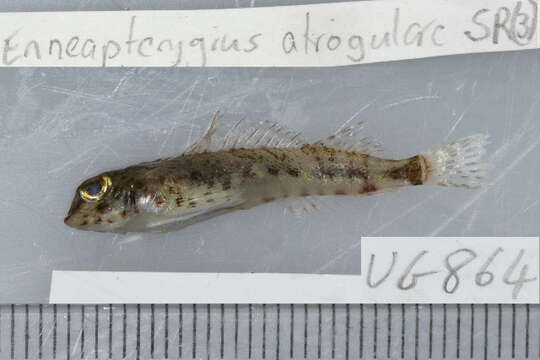 Image of Blackbelly triplefin