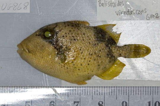 Image of Titan triggerfish