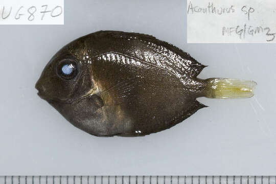 Image of Black-barred Surgeonfish