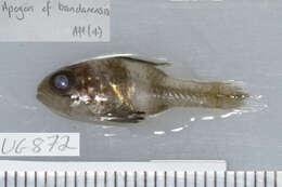 Image of Multi-barred cardinalfish