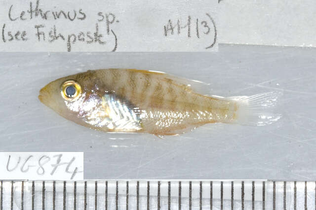 Image of Pacific yellowtail emperor