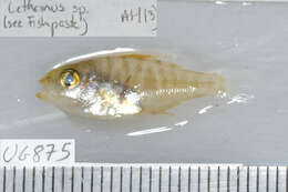 Image of Pacific yellowtail emperor