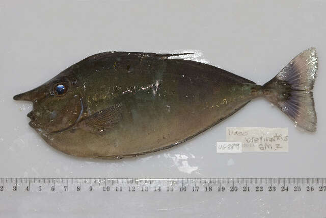 Image of Brown Unicornfish