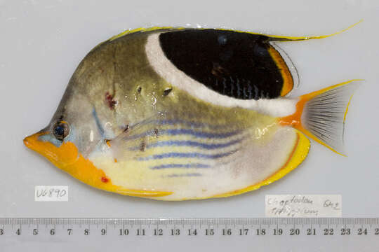 Image of Blackblotch Butterflyfish