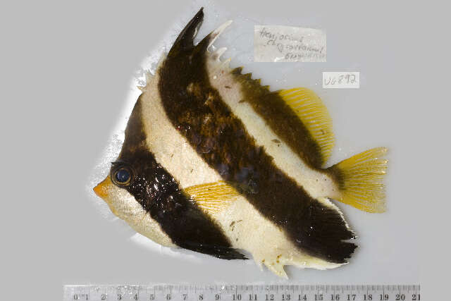 Image of Horned Bannerfish