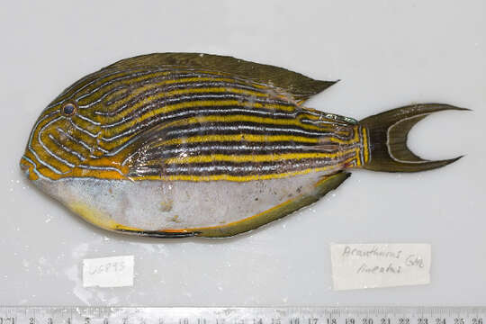 Image of Blue Banded Surgeonfish