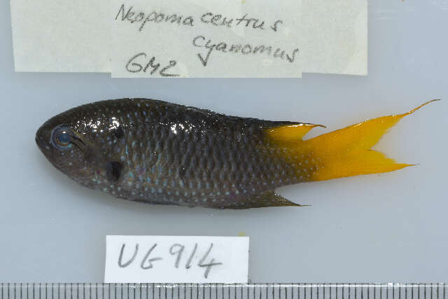 Image of Orange-tailed damsel-fish