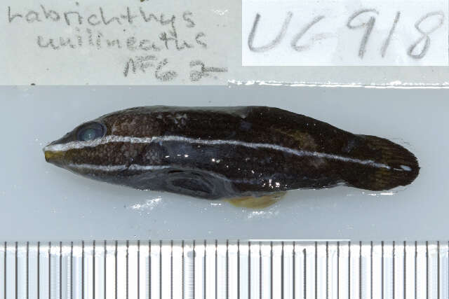 Image of Labrichthys