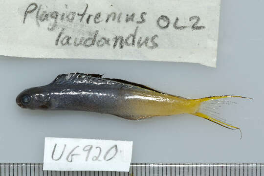 Image of Bicolor fangblenny