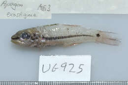 Image of Narrowstripe cardinalfish