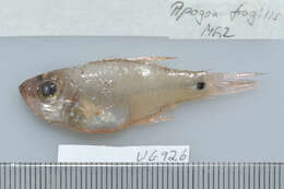 Image of Fragile cardinalfish