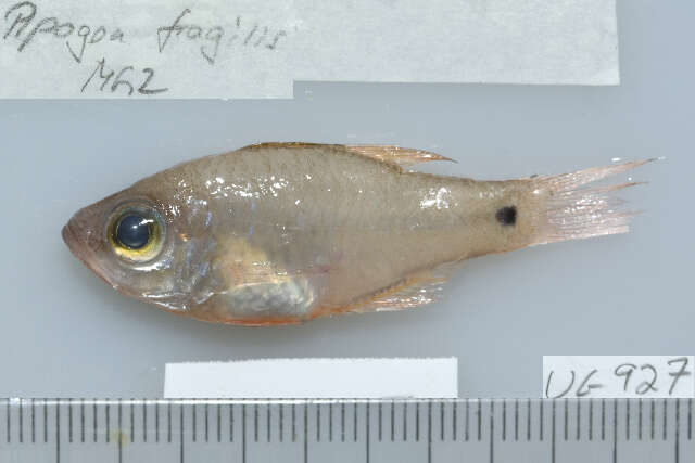 Image of Fragile cardinalfish