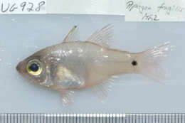 Image of Fragile cardinalfish