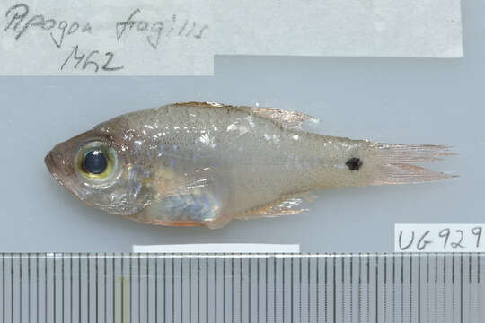 Image of Fragile cardinalfish