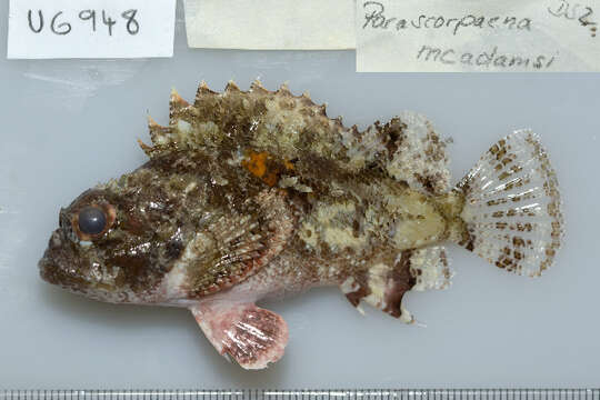 صورة Parascorpaena mossambica (Peters 1855)