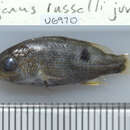 Image of Onespot seaperch