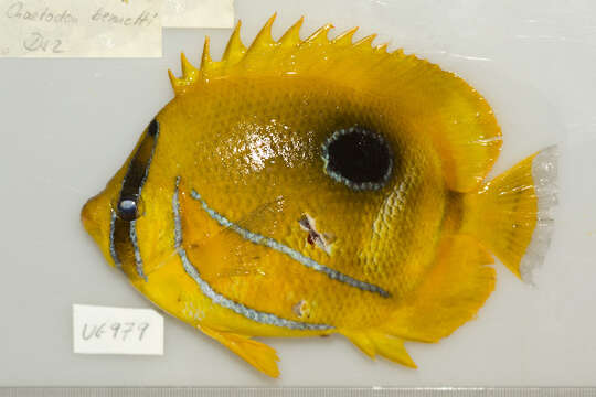 Image of Archer Butterflyfish