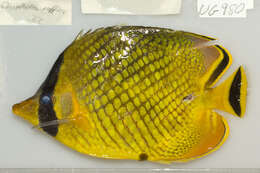 Image of Latticed Butterflyfish