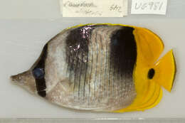 Imagem de Chaetodon ulietensis Cuvier 1831