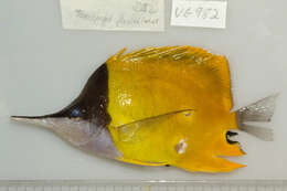 Image of Longnose butterflyfishes