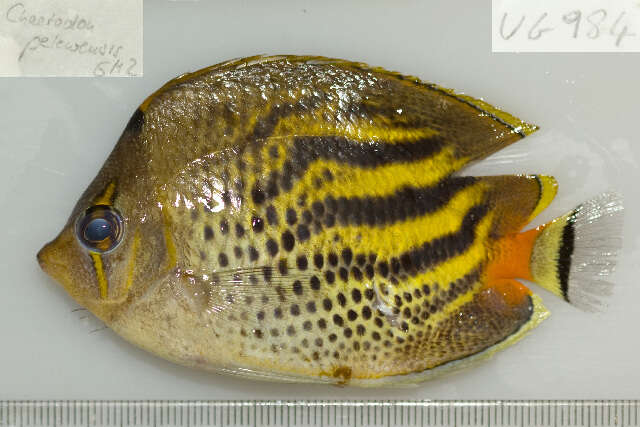 Imagem de Chaetodon pelewensis Kner 1868