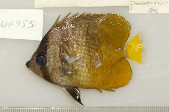 Image of Blacklip Butterflyfish