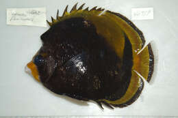 Image of Black Butterflyfish