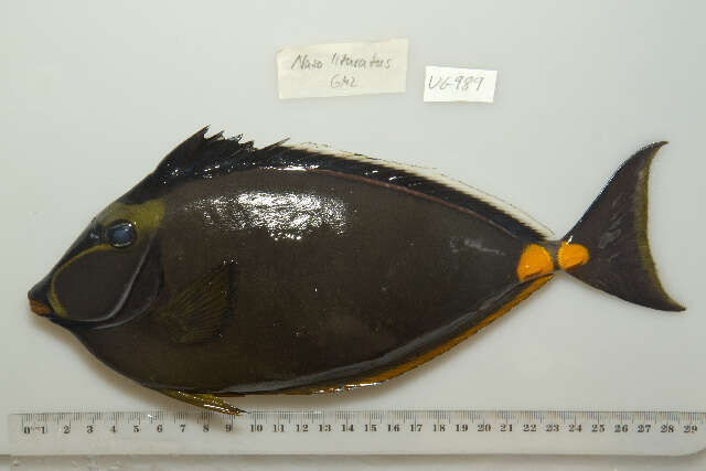 Image of Barcheek Unicornfish