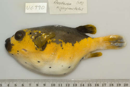 Image of Black Spotted Blow Fish