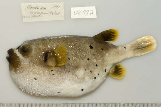 Image of Black Spotted Blow Fish