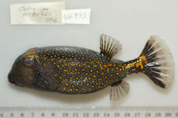 Image of Spotted boxfish