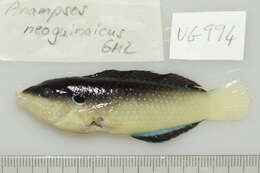 Image of New guinea wrasse