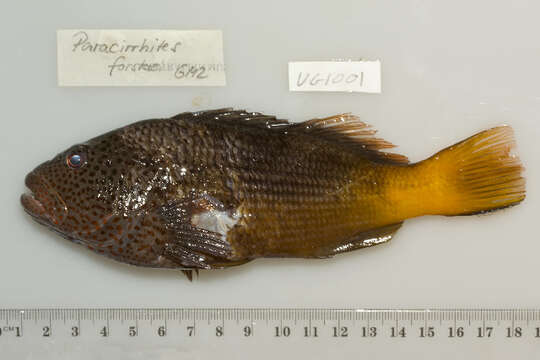 Image of Blackside Hawkfish