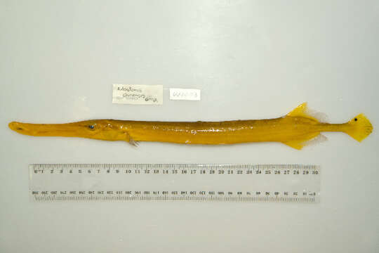 Image of Chinese Trumpetfish