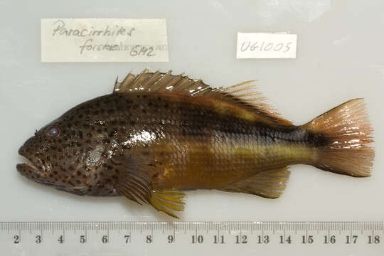 Image of Blackside Hawkfish