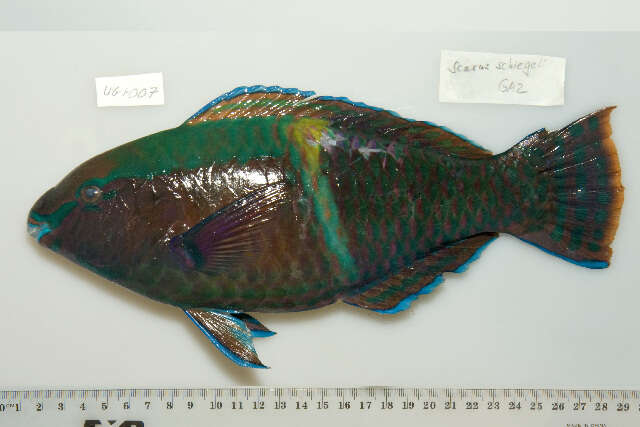 Image of Schlegel's parrotfish