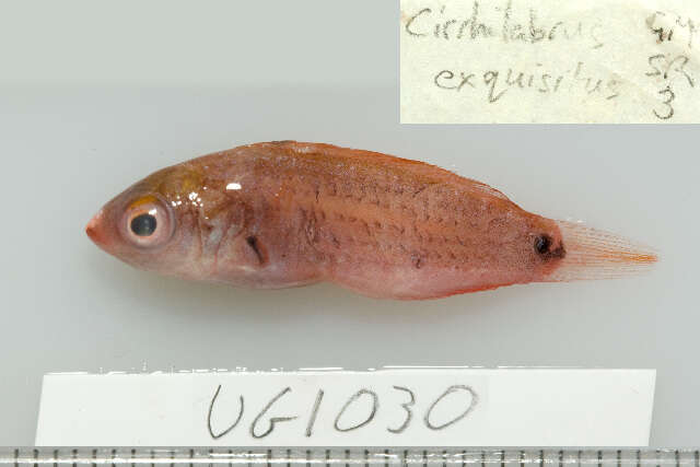 Image of Dotted wrasse